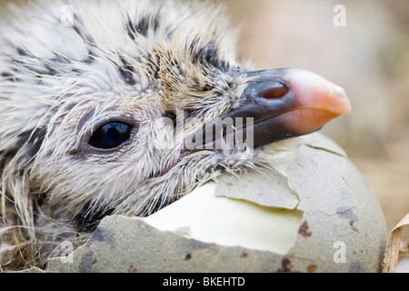 Lesser Black Backed Gabbiani sulla nidificazione Walney Island off Barrow in Furness, Cumbria, Regno Unito Foto Stock