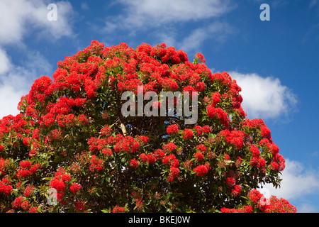 Fioritura rossa Gum Tree, Marrawah, North Western Tasmania, Australia Foto Stock