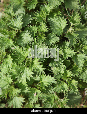 Comune, Ortica Urtica dioica Foto Stock