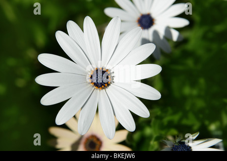 Fiore a margherita in bianco outdoor macro closeup dettaglio Foto Stock
