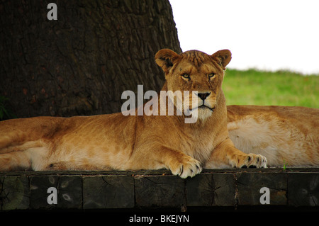 Leonessa in un Safari Park, Regno Unito Foto Stock