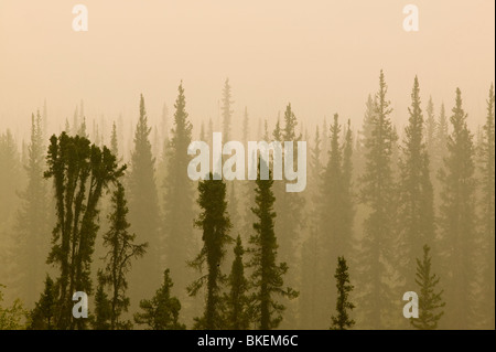 Il fumo proveniente da incendi boschivi pende su bruciò fuori foresta vicino a Fairbanks Alaska. Foto Stock