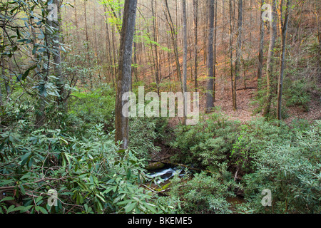 Re Creek, Andrews Pickens Ranger District, Sumter National Forest, Carolina del Sud Foto Stock