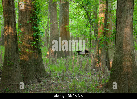 Vecchio-crescita floodplain forest, Congaree National Park, Carolina del Sud Foto Stock