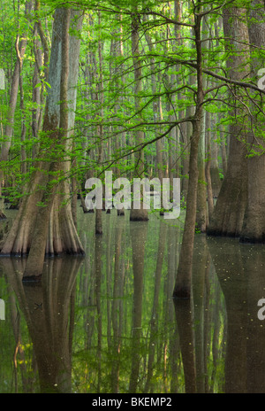 Vecchio-crescita floodplain forest, Congaree National Park, Carolina del Sud Foto Stock