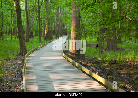 Il boardwalk attraverso la vecchia-crescita floodplain forest, Congaree National Park, Carolina del Sud Foto Stock
