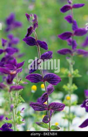 CLARY ANNUALE SALVIA (salvia HORMIMUM) IN MINNESOTA ORTO medicinali dell'angolo. La fine dell'estate. Foto Stock