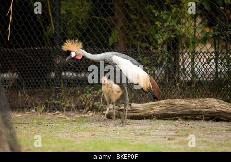 Riprese per il World Wildlife Fund Ottobre 6, 2009 at Virginia Zoo in Norfolk, Virginia. Foto Stock