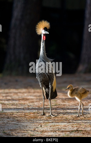 Riprese per il World Wildlife Fund Ottobre 6, 2009 at Virginia Zoo in Norfolk, Virginia. Foto Stock