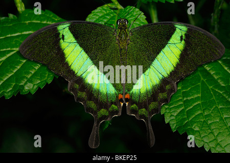 Close up di un verde pavone nastrati a coda di rondine di insetti Farfalle Papilio palinurus su un viola Porterweed leaf Foto Stock