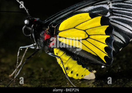 Close up di un giallo e nero comune maschio Birdwing butterfly Troides helena su una roccia bagnata Foto Stock