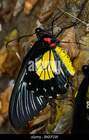 Femmina giallo e nero Papilionidae comune farfalla Troides helena emergente dalla pupa da cova crisalide di Bozzolo Foto Stock