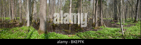 Alder-carr stand in primavera con acqua e anemone fioritura in primo piano Foto Stock