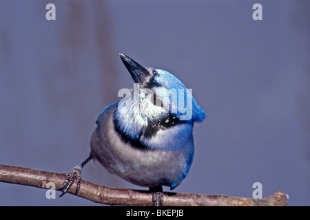 Blue Jay (cyanocitia crestato) gira intorno a cercare irritably a qualcosa al di sopra di una volta ottenuto un faceful di neve in inverno, STATI UNITI D'AMERICA Foto Stock