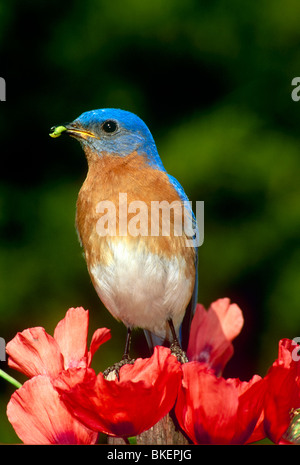 Splendido maschio bluebird Orientale (sialia sialis) con verde bruco su fencepost con papavero rosso fiori Foto Stock