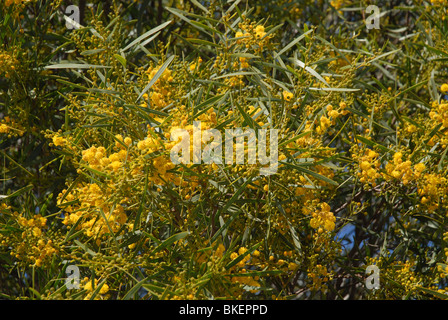 La mimosa tree (graticcio) in fiore, Javea / Xabia, Provincia di Alicante, Comunidad Valenciana, Spagna Foto Stock