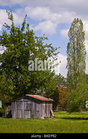 Un vecchio fatiscente tugurio circondato da alberi all'Mattaponi Prenotazione situato lungo il fiume Pamunkey in Virginia. Foto Stock