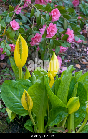 Giallo Skunk cavolo: Lysichitum americanum. Nel giardino inglese con Camelie Foto Stock