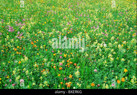 Fiori Selvatici in Austria Foto Stock