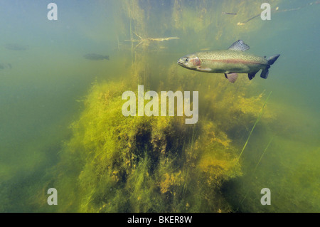 La trota arcobaleno in un stagno in Belgio Foto Stock