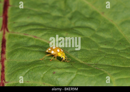 Crema di latte macchiato lady beetle su una foglia Foto Stock