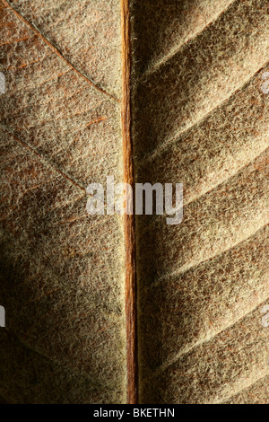 In prossimità di una foglia, gloden marrone in autunno. Macro stagionale studio shot di raccolto Foto Stock