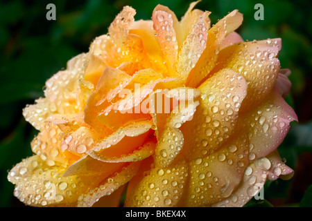 Giallo bocciolo di rosa, vicino, shallow DOF Foto Stock