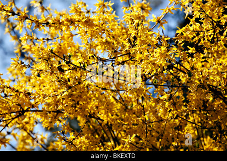 Il maggiociondolo albero in fiore pieno Foto Stock