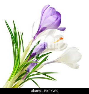 Bianco e viola la molla crocus fiori isolati su sfondo bianco Foto Stock