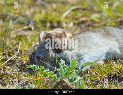 Ermellino Mustela ermina con coniglio Frampton paludi Lincolnshire UK selvatica Foto Stock