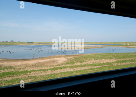 Freiston Shore RSPB Bird Reserve Lincolnshire UK selvatica Foto Stock