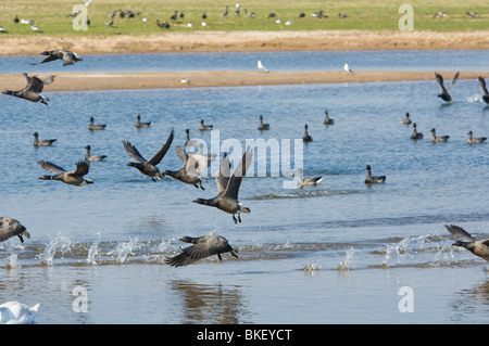 Dark-panciuto Brent oche Branta bernicla bernicla Freiston Shore Lincolnshire UK Foto Stock