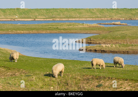 Freiston Shore RSPB Riserva Naturale Lincolnshire UK Foto Stock