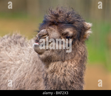 Bactrian Camel (camelus bactrianus) capretti Foto Stock