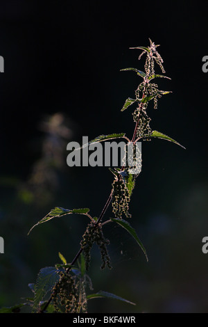 Backlit ortica (Urtica dioica) Foto Stock