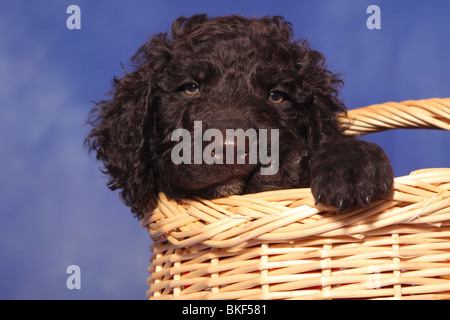 Acqua irlandese spaniel cucciolo Foto Stock