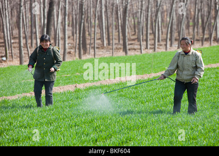 Lavoratori cinesi la spruzzatura di pesticidi su colture di frumento, Cina settentrionale. Foto Stock