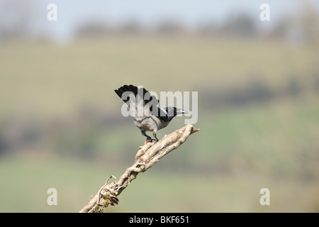 Corvus corone cornix Foto Stock