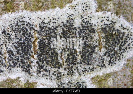 Chiusura del lichen Lecidella elaeochroma sulla corteccia di un albero, Hummelo, Gelderland, Paesi Bassi Foto Stock