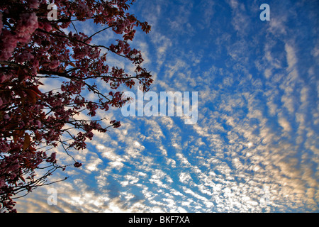 Altocumulus stratiformis strati di Nuvole Foto Stock