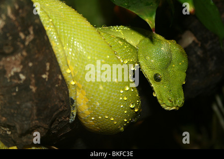 Green Python Chondropython viridis preso per lo Zoo di Chester, Regno Unito Foto Stock