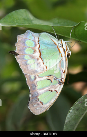 Malachite Butterfly Siproeta stelenes preso per lo Zoo di Chester, Regno Unito Foto Stock