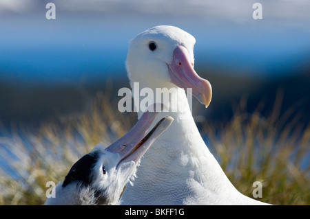 Albatro errante Diomedea exulans alimentazione 10 mese vecchio pulcino su Albatross Isola Georgia del Sud Novembre Foto Stock