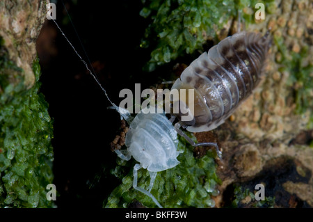 Woodlouse spargimento Foto Stock