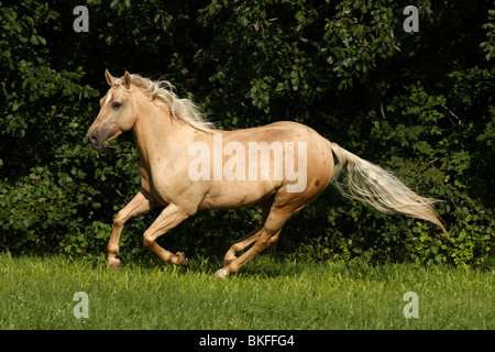 Galoppierendes Quarter Horse / al galoppo Quarter Horse Foto Stock