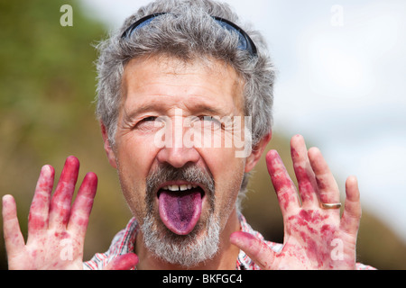Un uomo con linguetta di colore viola e le mani da prelevare e mangiare mirtilli neri sulla brughiera nel trogolo di Bowland. Foto Stock
