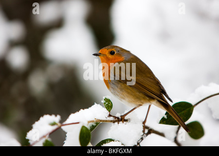 Inghilterra Regno Unito Robin europea Erithacus rubecula nella neve spazio copia Foto Stock