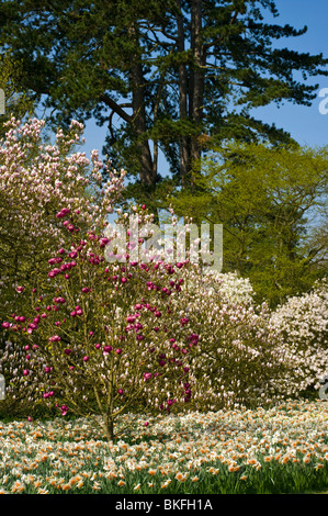 Una Magnolia Black Tulip Tree in un letto di narcisi RHS Wisley Gardens Surrey in Inghilterra Foto Stock