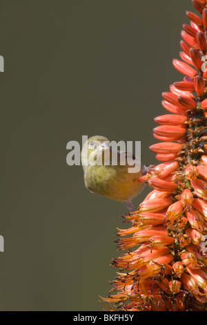 Minore femmina Cardellino appollaiato su Aloe Blossom Foto Stock