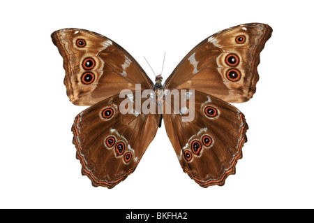 Butterfly (Morpho menelao) vista dal basso isolata contro uno sfondo blu Foto Stock
